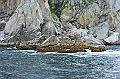 Alaska Wildlife-62